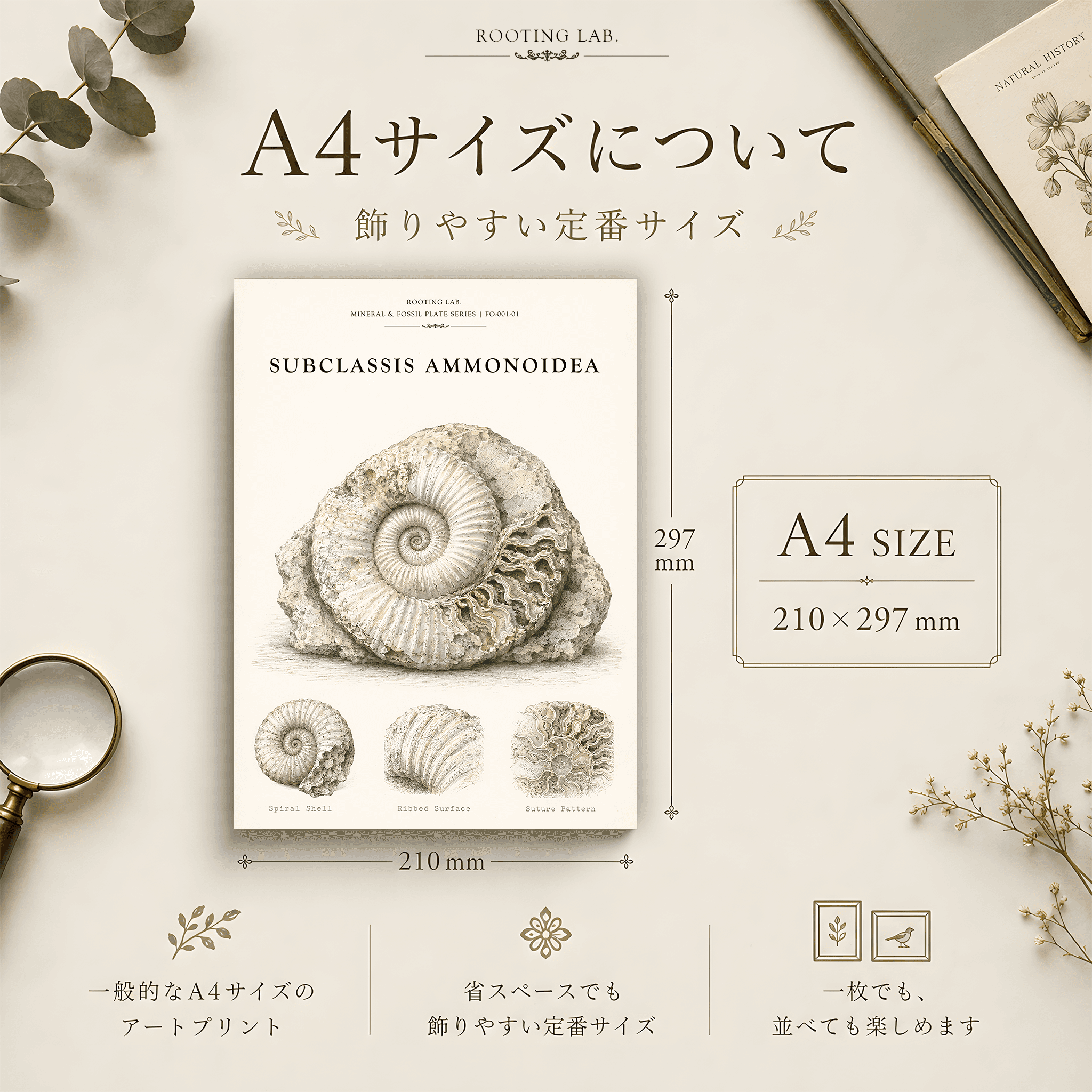 アンモナイト｜A4ポスター｜化石古生物の図鑑風イラスト 自然史アート | 2枚目