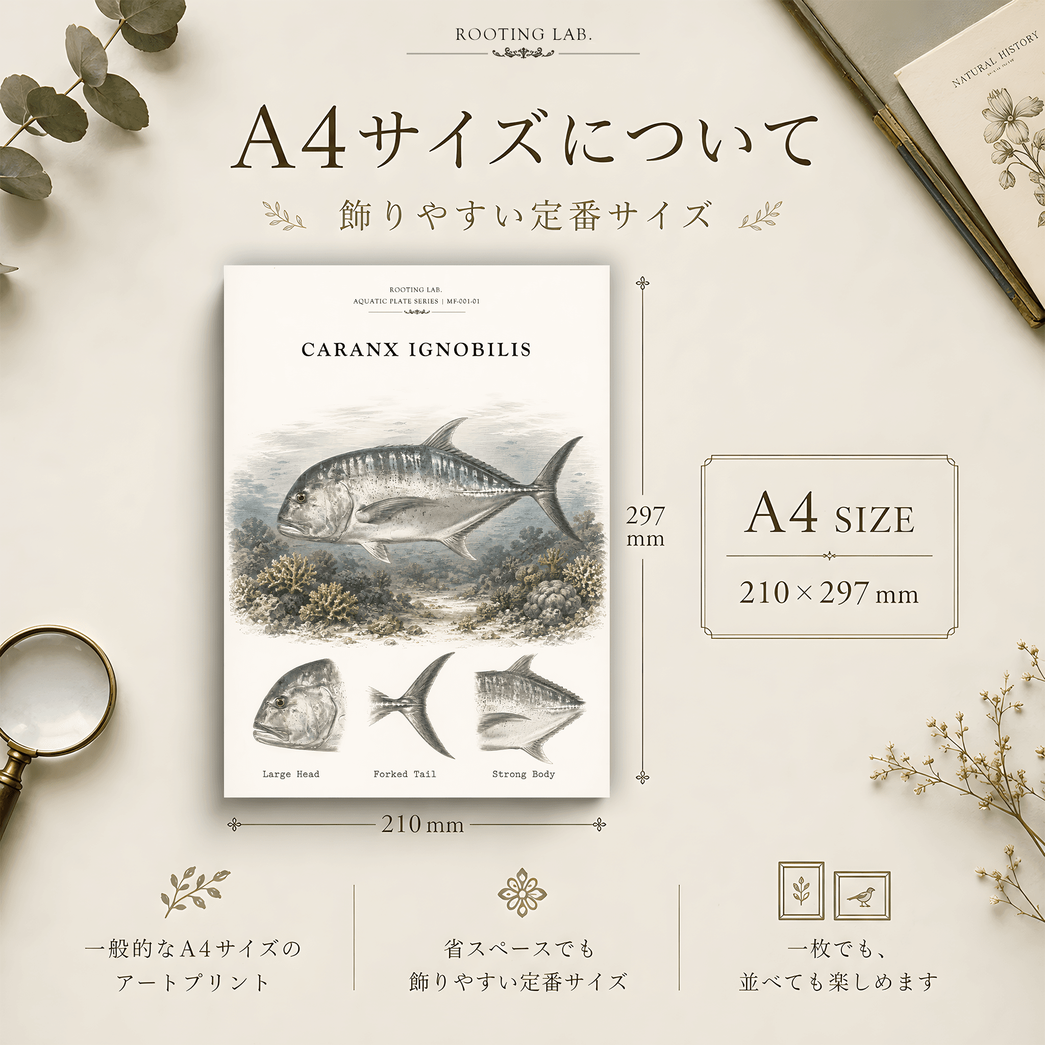 ロウニンアジ ジャイアントトレバリー GT|A4ポスター|魚類の図鑑風イラスト 自然史アート | 2枚目