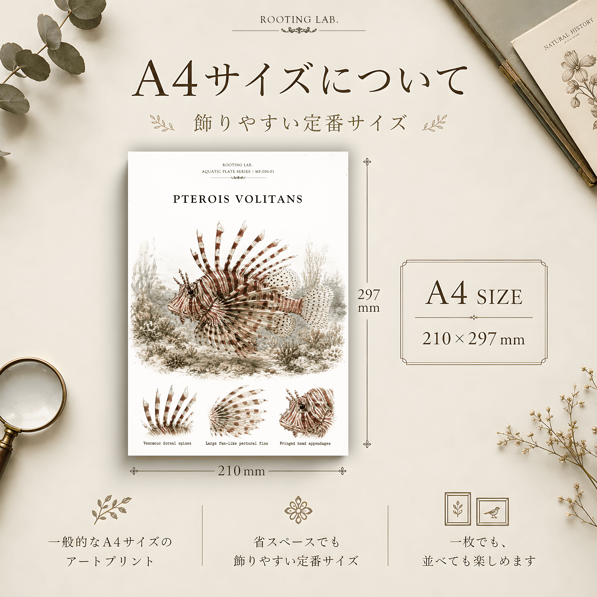ハナミノカサゴ|A4ポスター|海洋生物の図鑑風イラスト 自然史アート | 2枚目