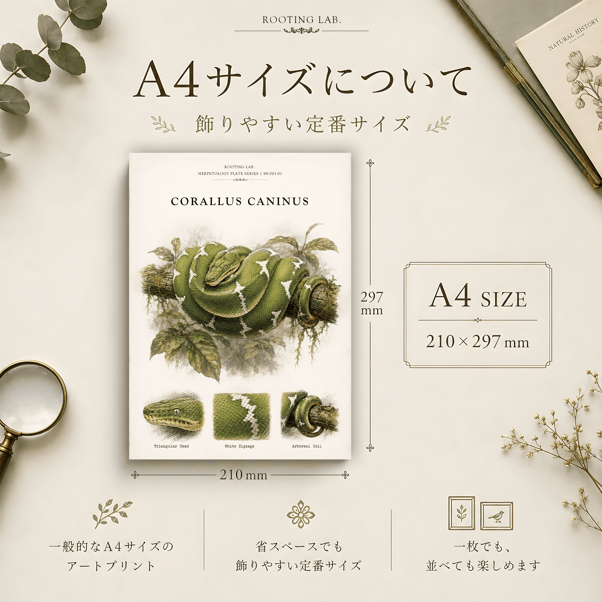 エメラルドツリーボア|A4ポスター|爬虫類の図鑑風イラスト 自然史アート | 2枚目