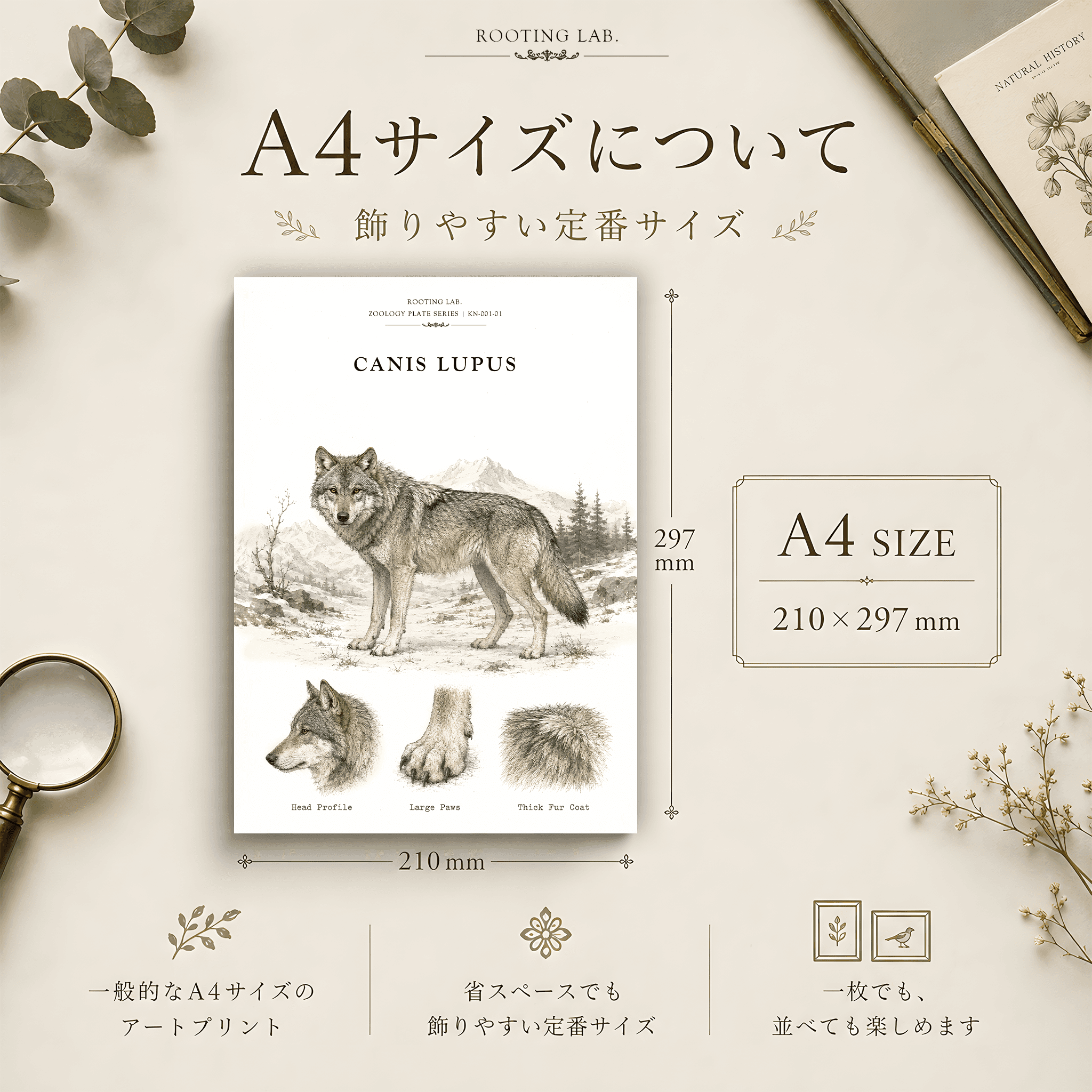 オオカミ ハイイロオオカミ|A4ポスター|動物図鑑風イラスト 自然史アート | 2枚目
