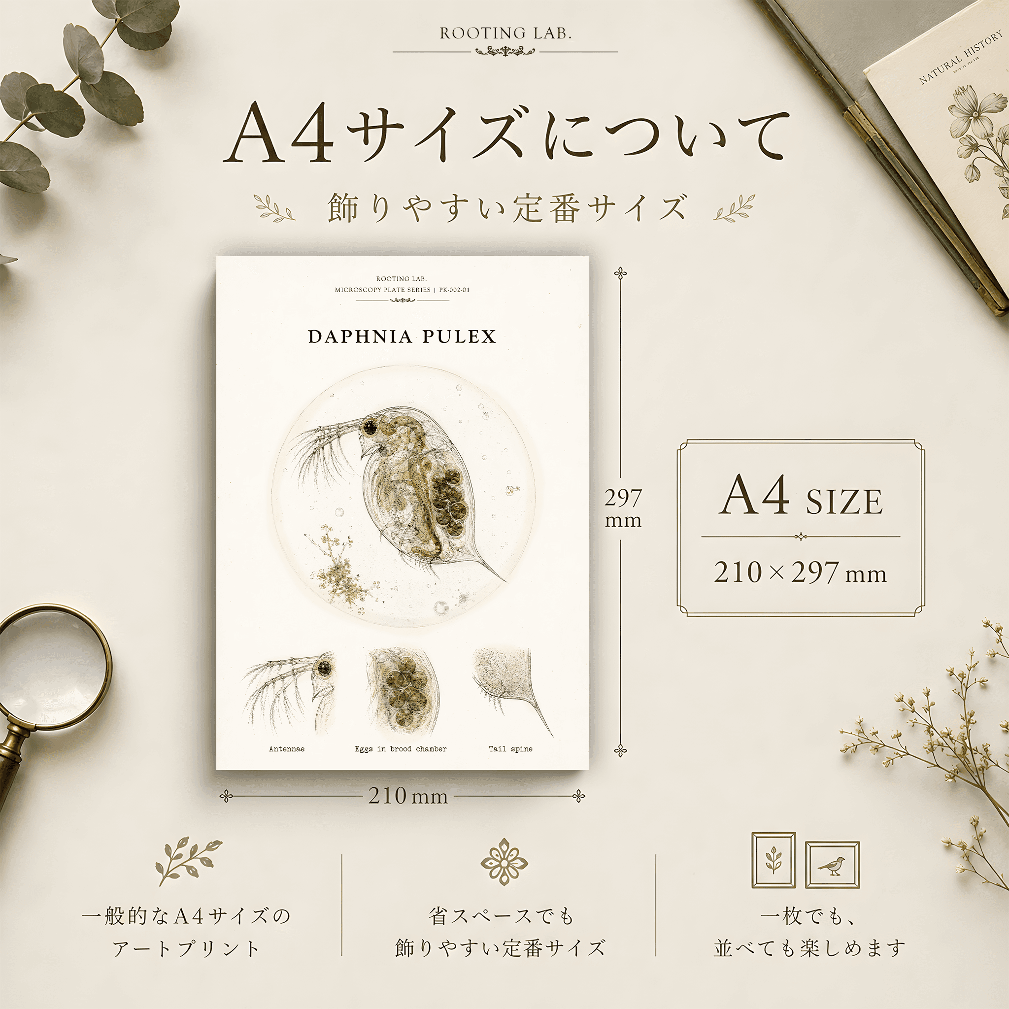 ミジンコ|A4ポスター|顕微鏡図鑑風イラスト 自然史アート | 2枚目