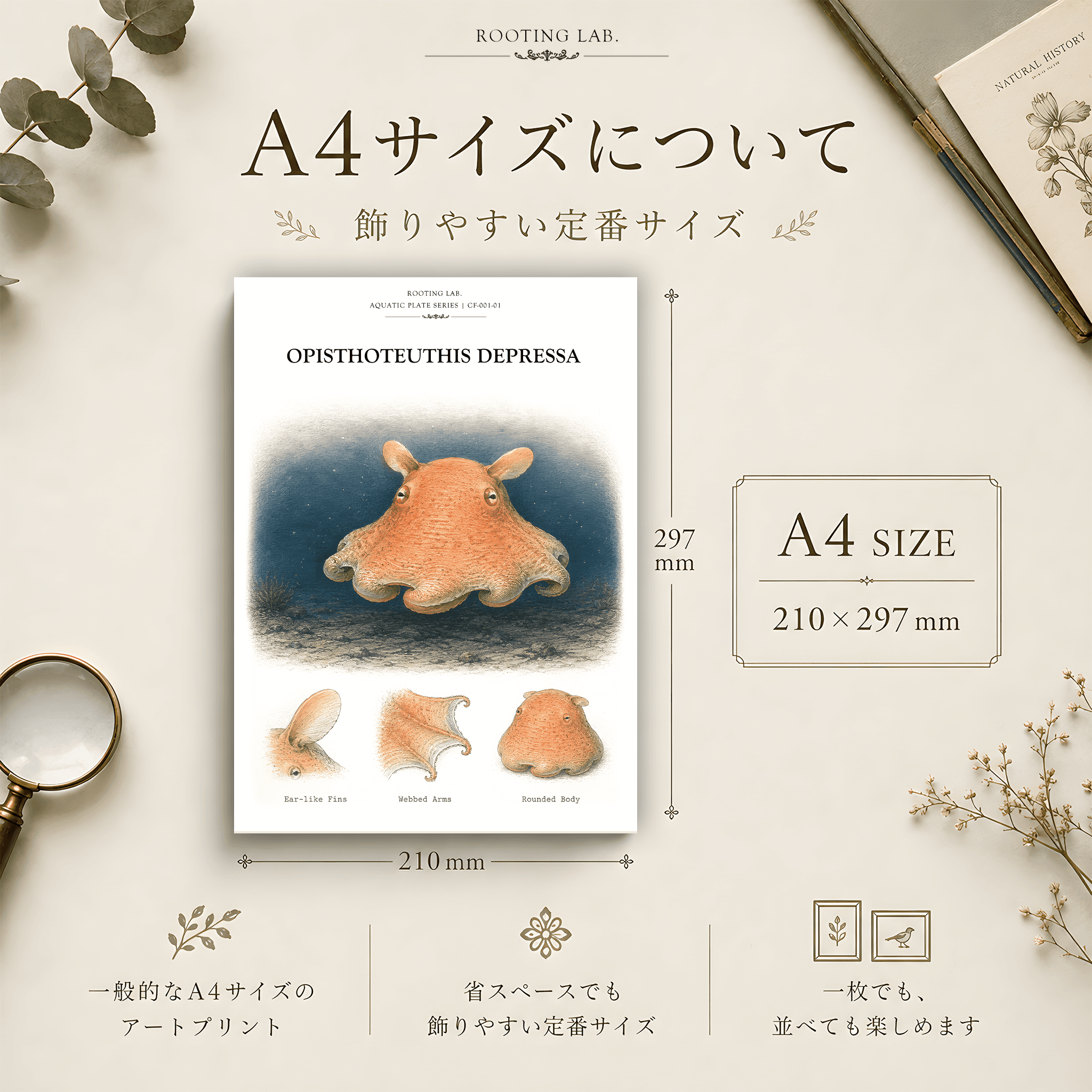 メンダコ|A4ポスター|深海生物の図鑑風イラスト 自然史アート | 2枚目