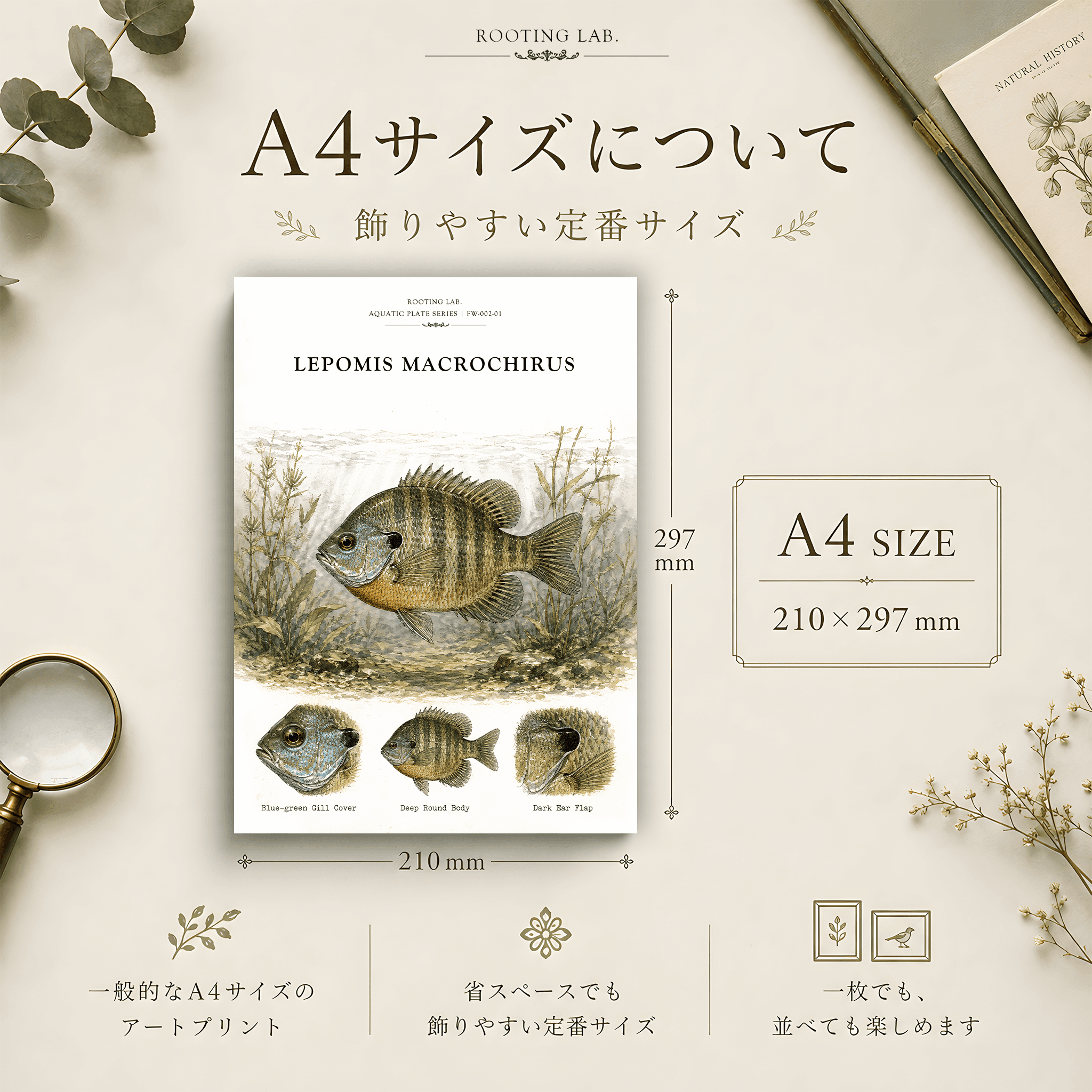 ブルーギル|A4ポスター|淡水魚の図鑑風イラスト 自然史アート | 2枚目