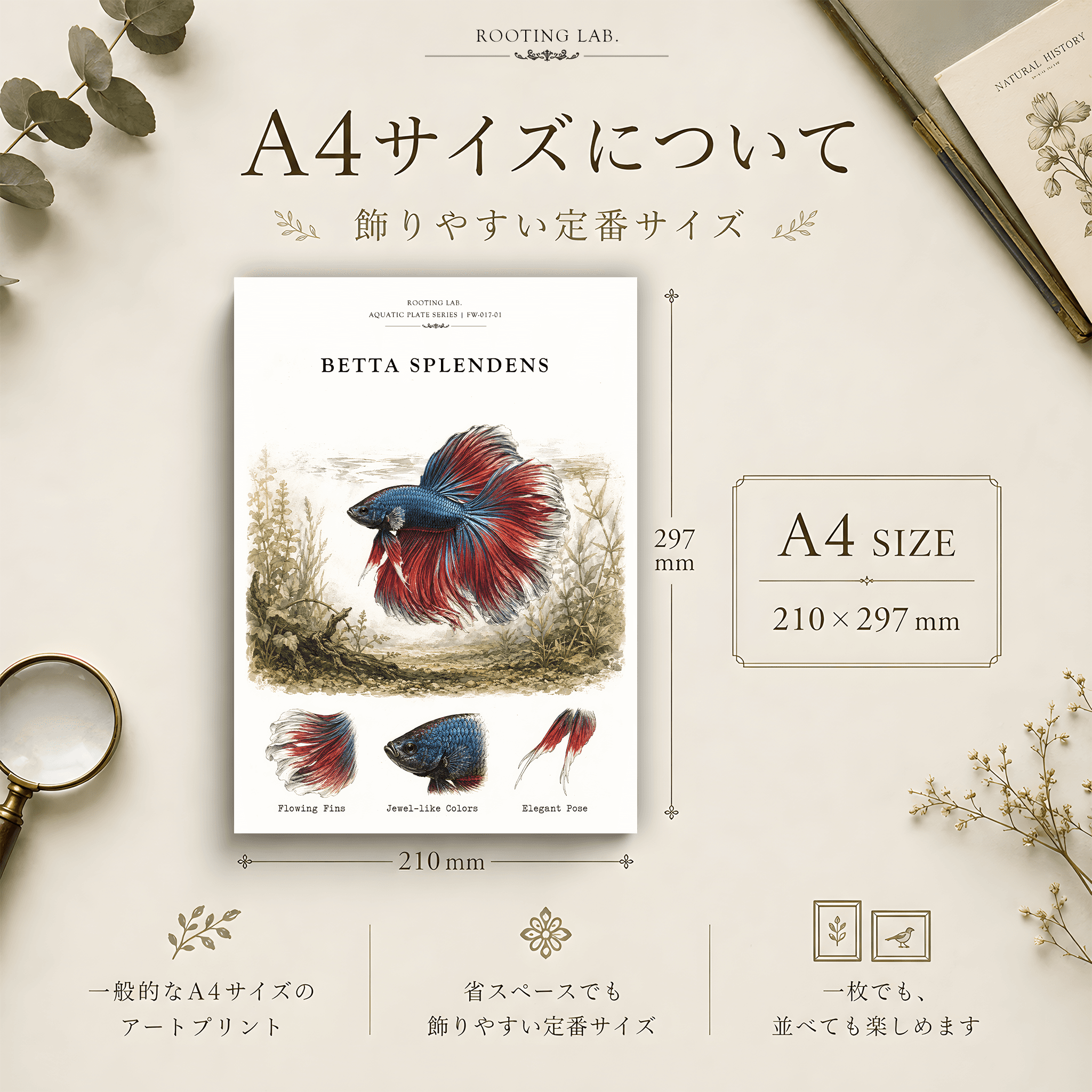ベタ|A4ポスター|熱帯魚の図鑑風イラスト 自然史アート | 2枚目