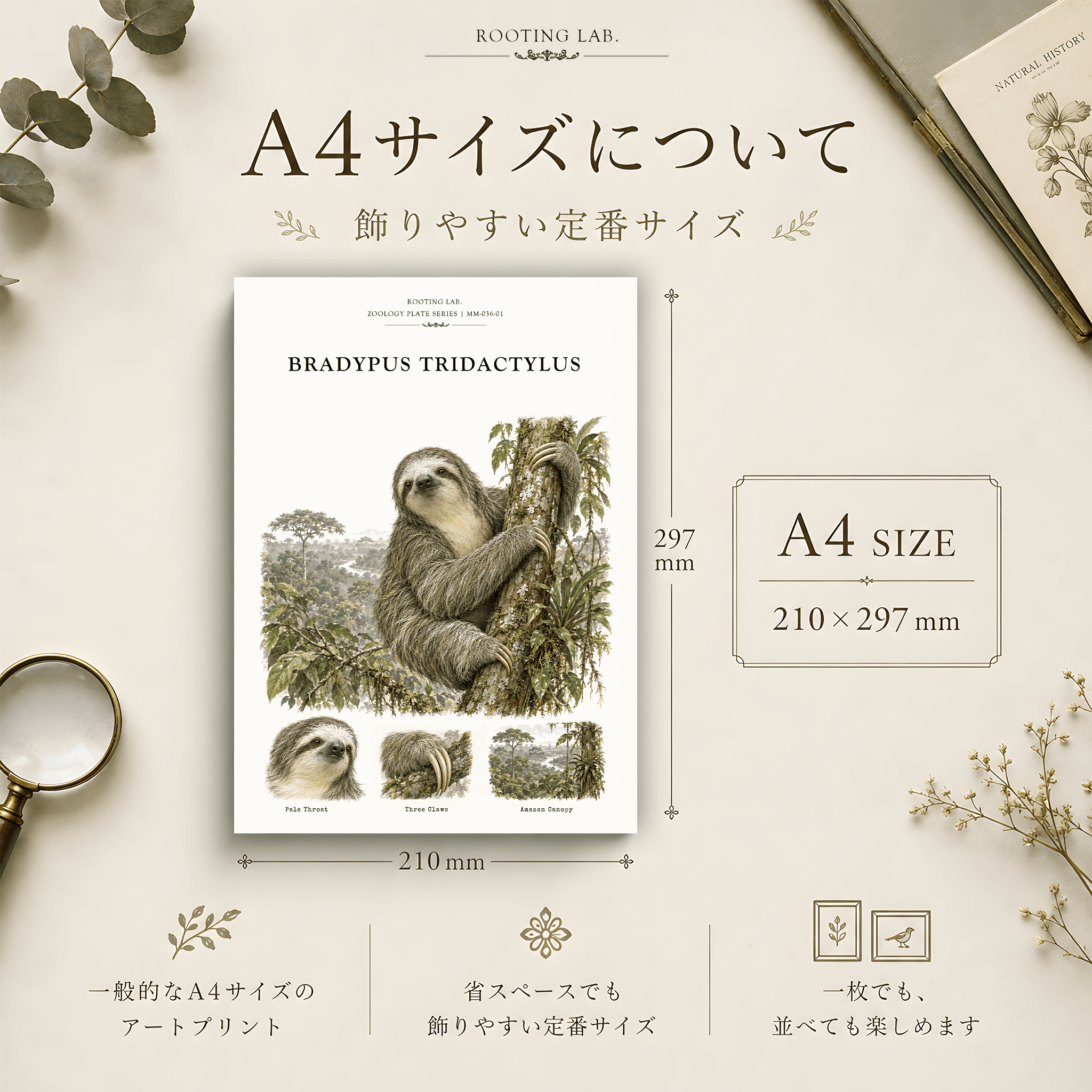 ノドジロミユビナマケモノ|A4ポスター|ナマケモノの図鑑風イラスト 自然史アート | 2枚目
